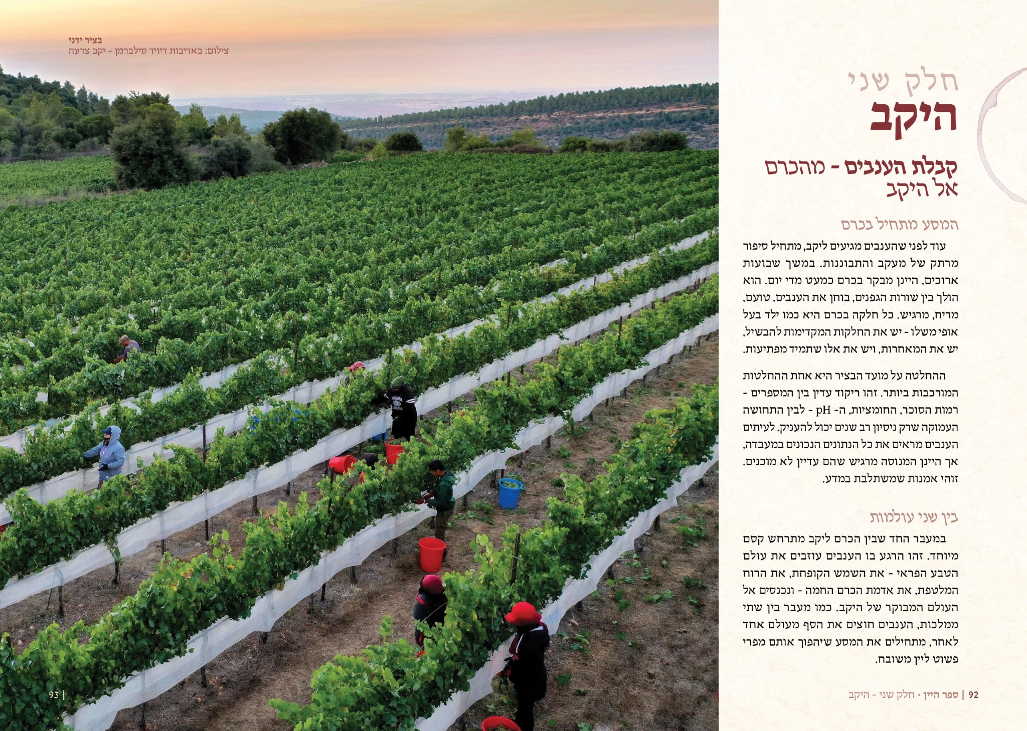 כפולת עמודים על הבציר וקבלת הענבים ביקב